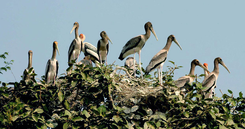 Prek Toal - Bird Sanctuary